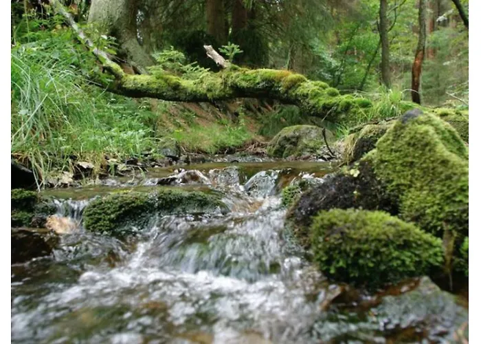 Typ Dachsbau Schmallenberg